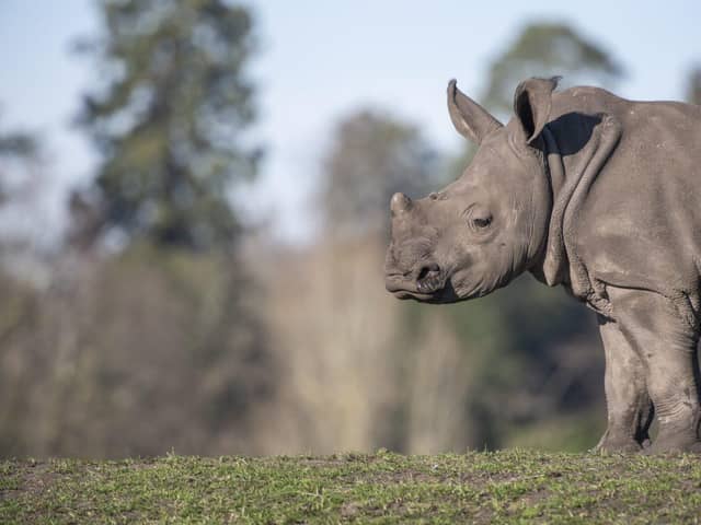 White Rhino Granville