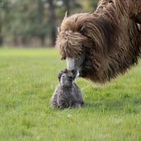 Have you ever seen a baby camel?  Meet Woburn’s adorable new arrival