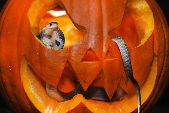 Frosts Pumpkin Patch, at  the Frosts garden centre in Willington, is returning for a second year, running now right up until Halloween.  As well as picking your very own pumpkin, little ones can enjoy a mini tractor trail and spooky mini golf! Pre-booking is essential, book via the Frosts website.