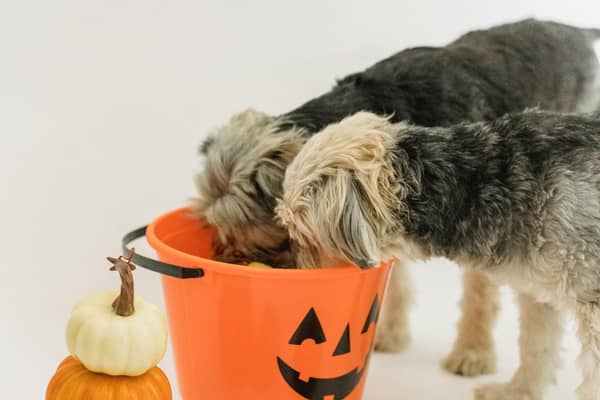 Mollie Kerr of Kelp Social shares advice on how to keep animals safe and happy this Halloween - Animal News Agency