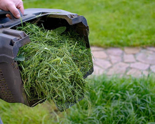 Mowing grass with a petrol lawn mower in spring. container with the mown grass to it in the compost