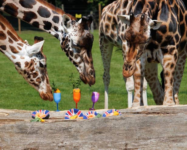 Rothschild Giraffes enjoying their summer 'party'