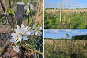 Left: Fruit tree blossom in community orchard, Bidlake Spring; Top right: Scots Pine in conifer nursery compartment, Cope Spinney; Bottom right: Community woodland, Bidlake Spring