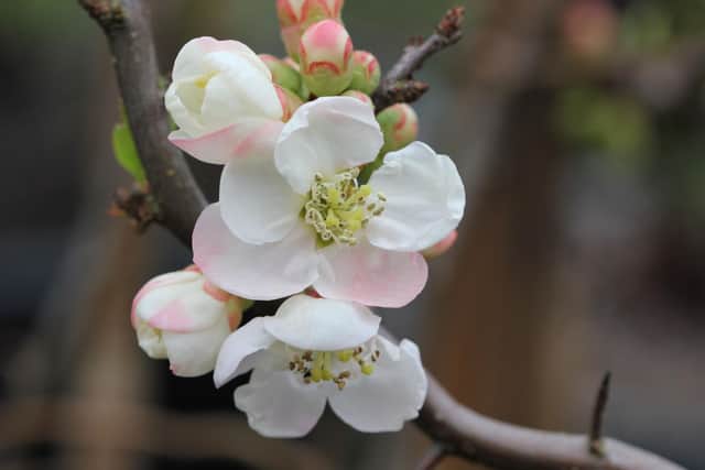 The 2023 competition winner Chaenomeles speciosa ‘Contorta’