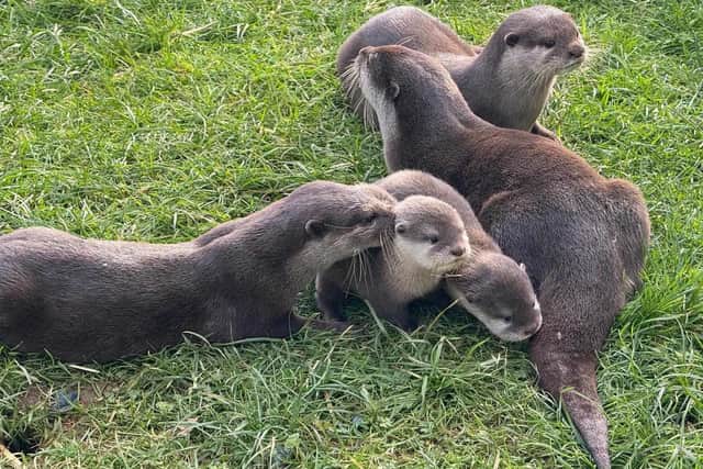 Otter Pups with Mum and Dad