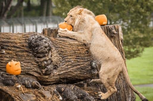 A lion climbing on a log with a pumpkin