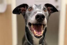 Fun games to help combat doggy dementia
