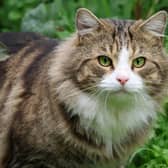 Could you be accidentally attracting cats to your garden? Animal News Agency