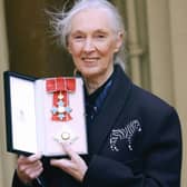 Environmental activist Jane Goodall (photo: Getty Images)