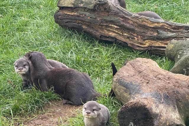 Otter Pups