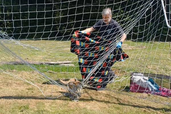 Scared fox gets trapped in goal netting...watch how he gets rescued