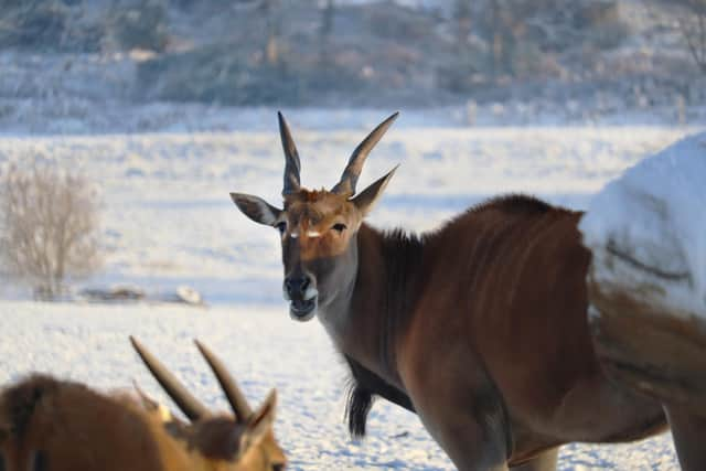 It will be business as usual at Woburn Safari Park this Christmas