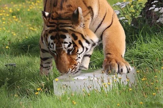 Amur Tiger Dmitri exploring the block of ice