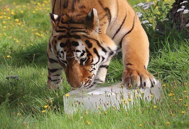 Amur Tiger Dmitri exploring the block of ice