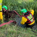 The cow bring rescued (Pictures courtesy of Bedfordshire Fire Control)