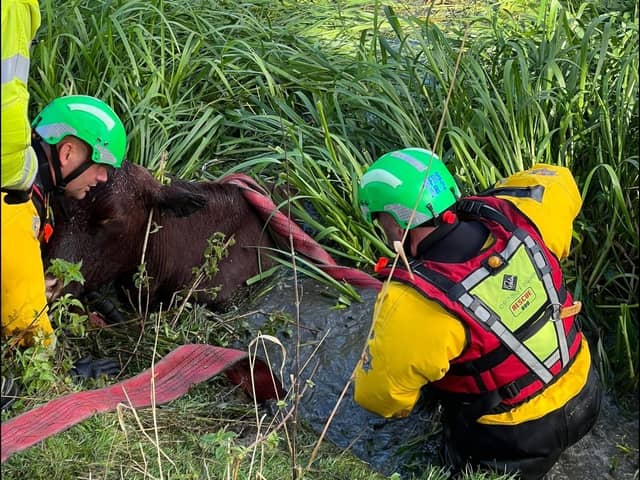 The cow bring rescued (Pictures courtesy of Bedfordshire Fire Control)