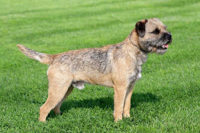 Border terriers are an affectionate breed of dog, who are also easy to train (Photo: Shutterstock)