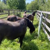 The Dartmoor ponies arriving at RSPB The Lodge nature reserve - photo Peter Bradley