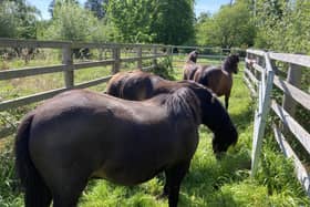 The Dartmoor ponies arriving at RSPB The Lodge nature reserve - photo Peter Bradley