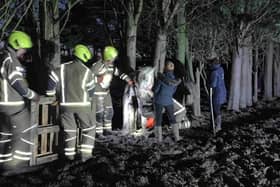 Millie being coaxed out of the woods. Picture: Beds Fire and Rescue