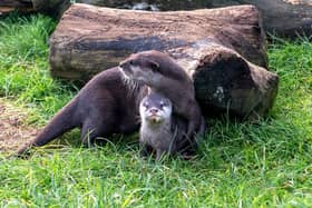 Otter Pup with mum Beatrix