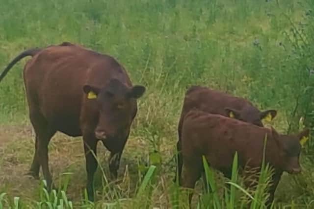 Cows in Riddy Nature Reserve. Photo: Sandy Town Council.
