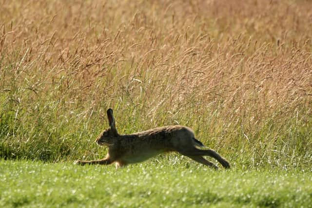 The incident took place on November 10, when over 100 men attended an illegal hare coursing event between between Great Barford, Ravensden and Blunham