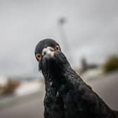 A pigeon looks in the photographer's camera.  FRANK RUMPENHORST/DPA/AFP via Getty Images)
