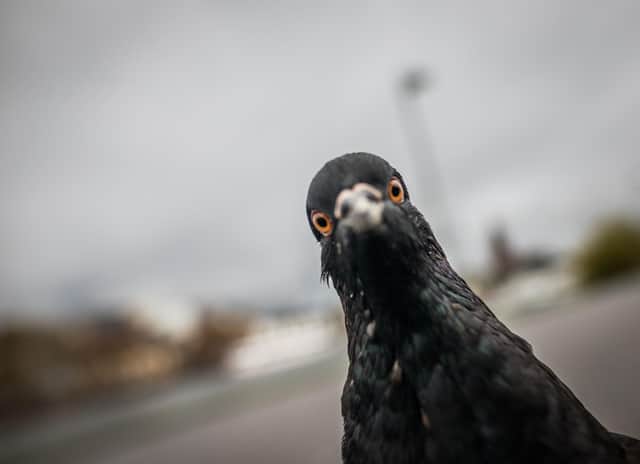 A pigeon looks in the photographer's camera.  FRANK RUMPENHORST/DPA/AFP via Getty Images)