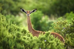 A gerenuk poses for photographer Paul McDougall during one of his Green Season tours of Kenya - Touch The Wild