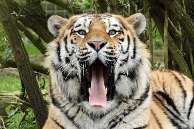 Dmitri. Image: Woburn Safari Park