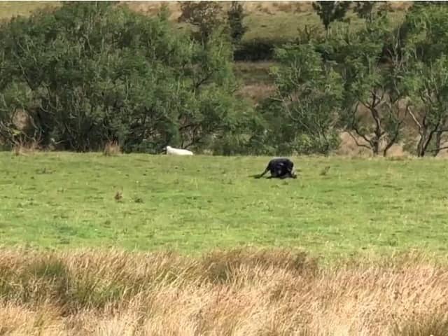 Teens had just passed Jacob’s Ladder in the Peak District when they spotted what they thought was a wild cat