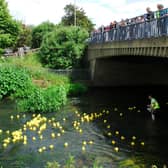 Biggleswade duck race