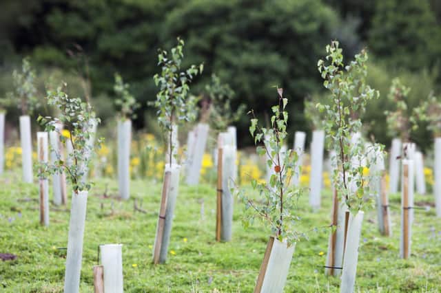 File photo of tree saplings. Picture for illustrative purposes only. (Photo by Ashley Cooper/Construction Photography/Avalon/Getty Images)