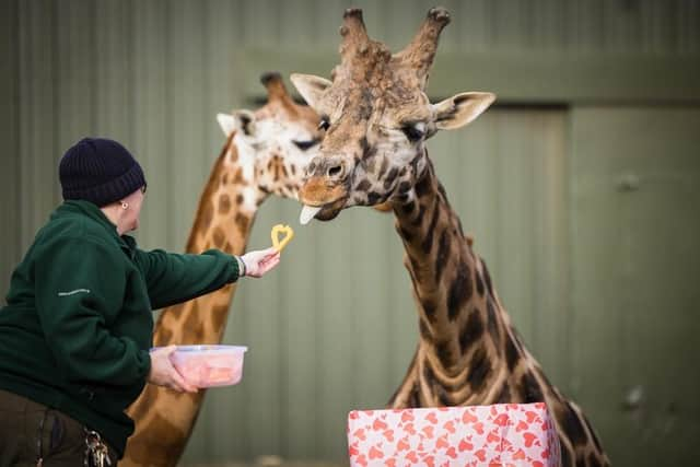 The giraffes enjoy some Valentine's treats. Image: Woburn Safari Park.