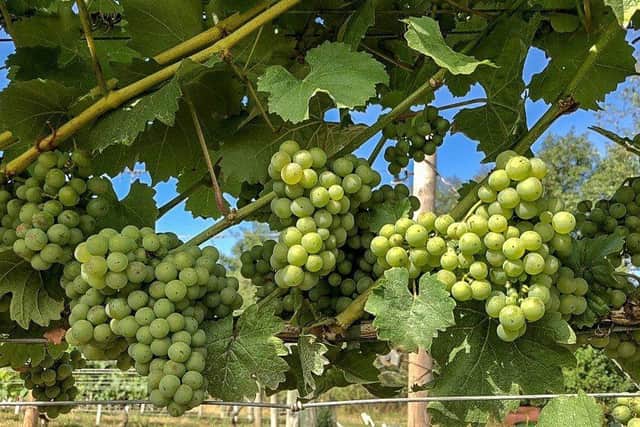 Grapes ready for harvesting