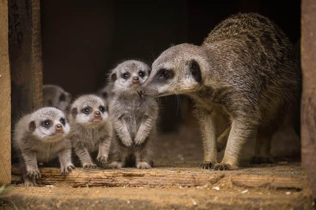 Four of five meerkat pups born at Woburn this summer
