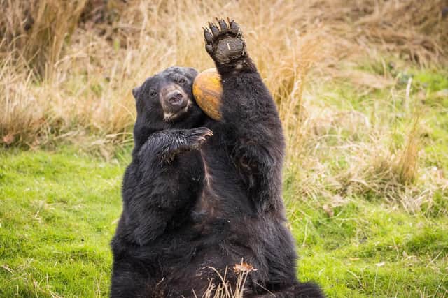 Paws up who's ready for an Easter adventure? Photo: Woburn Safari Park.