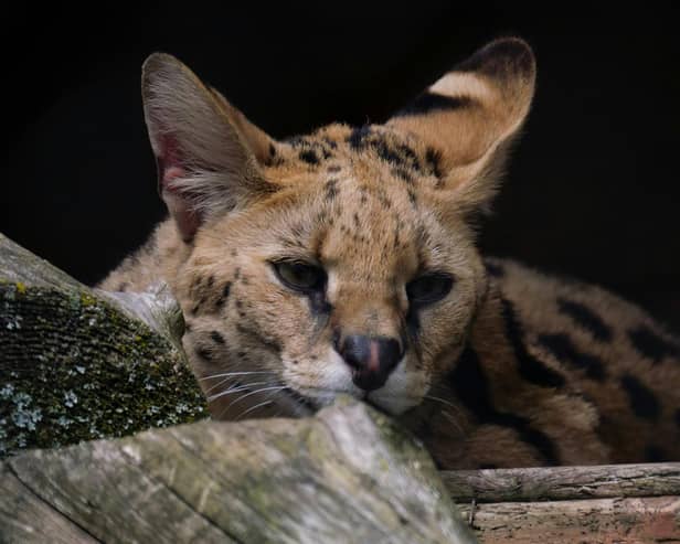 A serval cat laying down. Picture: J-Photos via Unsplash