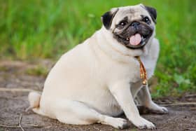 One third of Britain’s pooches are overweight according to survey