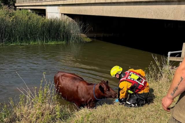 Firefighters rescue cow stuck inside tunnel in Sandy