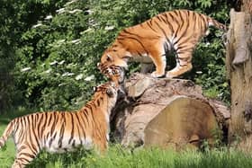 Vera and Dmitri's first encounter