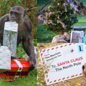 Rolling in gift wrap and gifts, Christmas is in full swing. Picture: ZSL and Woburn Safari Park