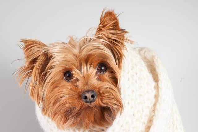 Our furry friends also need to be kept warm in winter (photo: Adobe)