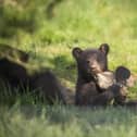 The black bear is the smallest, yet most common, of the three bear species found in America. Image: Woburn Safari Park.