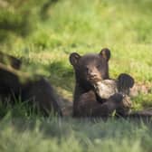 The black bear is the smallest, yet most common, of the three bear species found in America. Image: Woburn Safari Park.