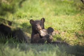 The black bear is the smallest, yet most common, of the three bear species found in America. Image: Woburn Safari Park.