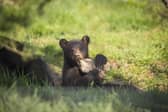 The black bear is the smallest, yet most common, of the three bear species found in America. Image: Woburn Safari Park.