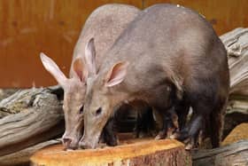 Aardvarks Nacho and Terry at Whipsnade Zoo - Credit ZSL