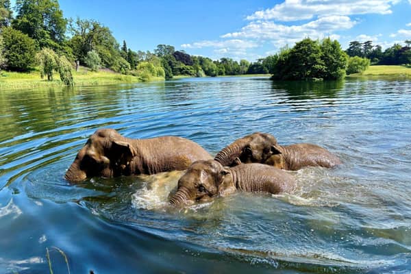 Asian Elephants enjoying their dip during the heatwave